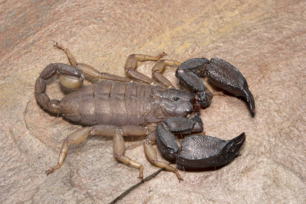 istock Scorpion, Scorpiops pachmarhicus, Euscorpiidae, Madhya Pradesh, India 947215756