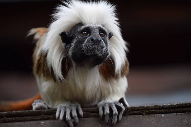istock Cotton top tamarin sitting on rooftop 947216952