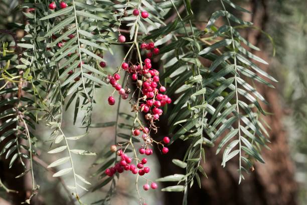 istock Red berries of a Peruvian peppertree (Schinus molle) 947220280