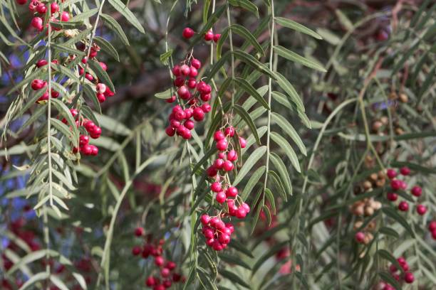 istock Red berries of a Peruvian peppertree (Schinus molle) 947220496