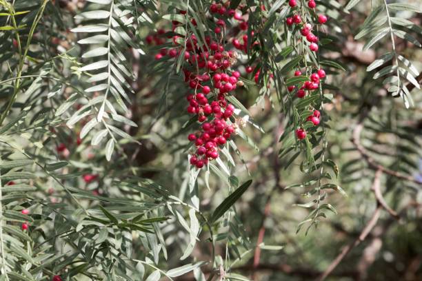 istock Red berries of a Peruvian peppertree (Schinus molle) 947220506