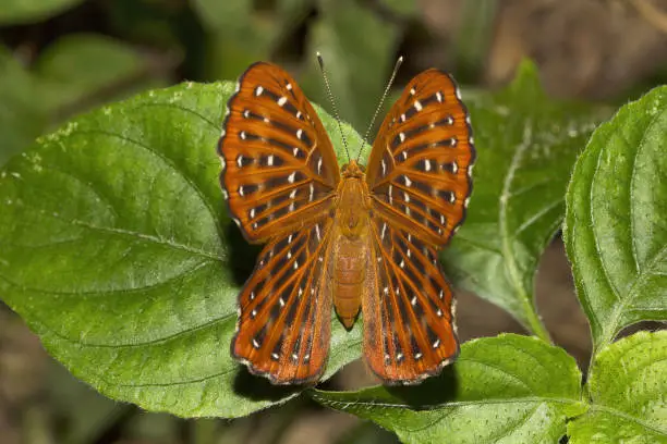 Punchinello, Zemeros sp, Riodinidae, Maharani, Tripura , India