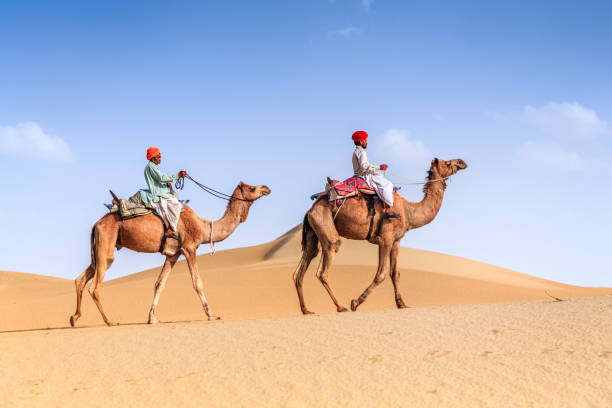 uomini indiani in sella a cammelli su dune di sabbia, rajasthan, india - camel india animal desert foto e immagini stock