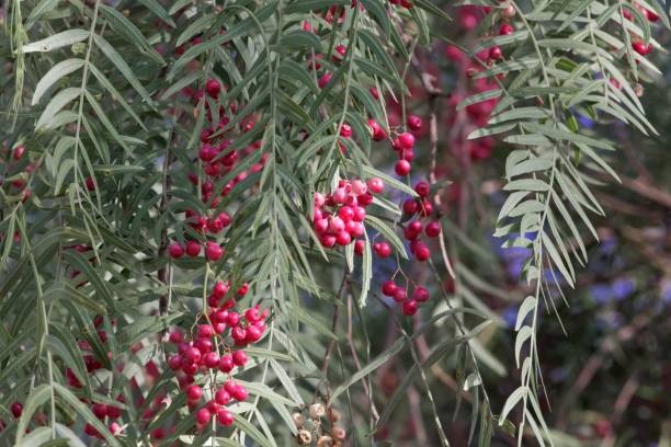 istock Red berries of a Peruvian peppertree (Schinus molle) 947221332
