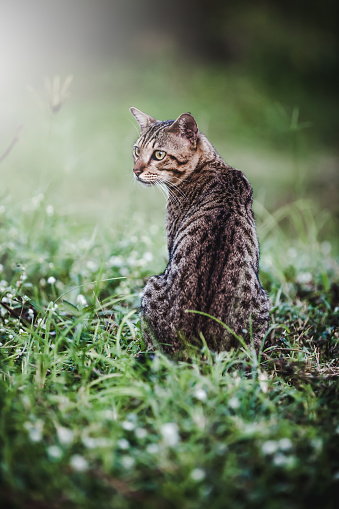 Back view. Pretty bengal cat sitting on green grass and turning back. Outdoor at daytime. Animal life on natural green background. Dark tone.