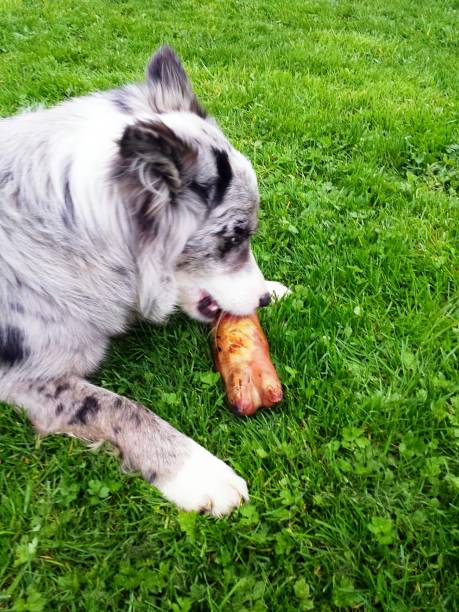 istock blue merle border collie eating pig's foot on grass 947221434