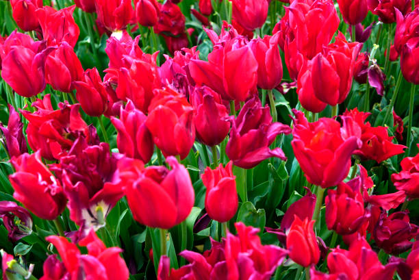 istock Red Tulips at public garden in springtime 947223762