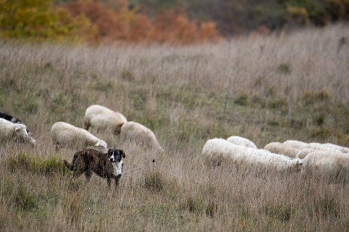 Dog sows the sheeps