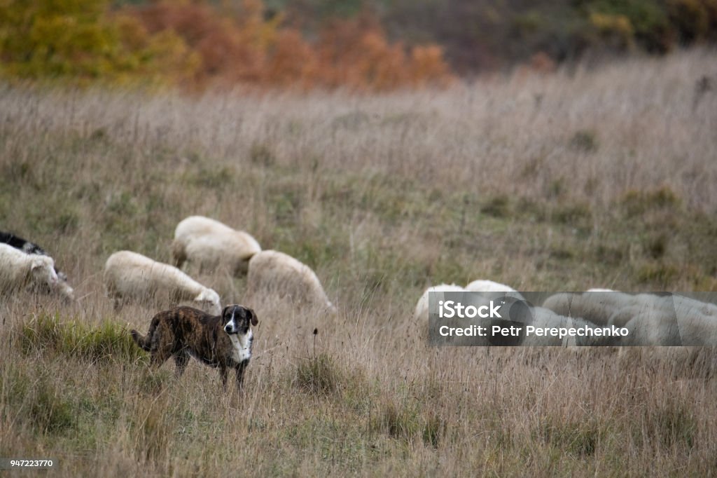 Dog sows the sheeps Tuscany, Italy Animal Stock Photo