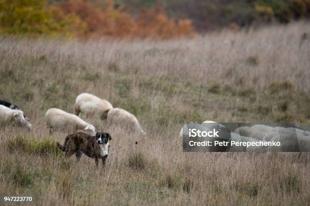 Dog Sows The Sheeps Stock Photo - Download Image Now - Animal, Animal Wildlife, Animals In The Wild
