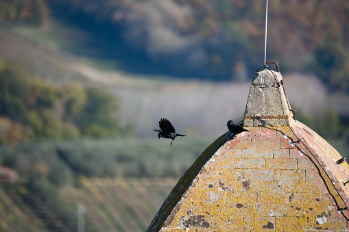 Small black birds on the roof of bell tower in San Gimignano