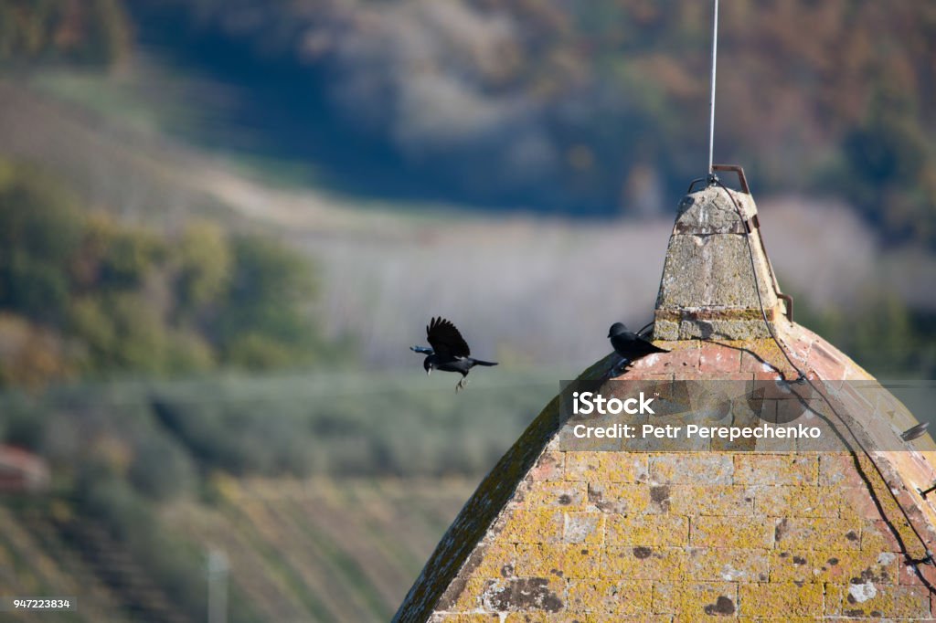 Small black birds on the roof of bell tower in San Gimignano San Gimignano, Tuscany, Italy Animal Stock Photo