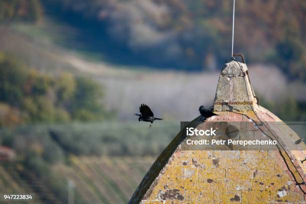 Small Black Birds On The Roof Of Bell Tower In San Gimignano Stock Photo - Download Image Now