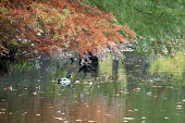 Duck swimming under the red tree in the pond