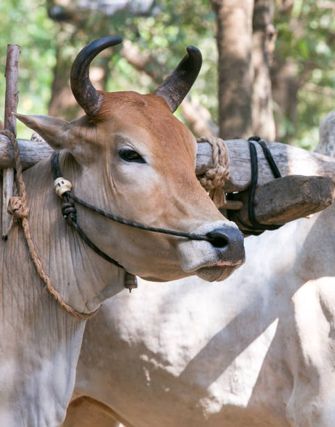 istock The Thai cow is in the cart. 947227488