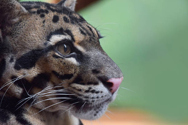 istock Close up profile portrait of clouded leopard 947227788