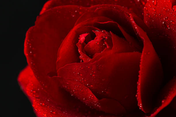 istock red rose in close up view 947228450