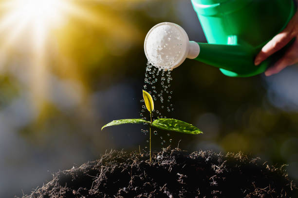 istock Farmers are watering seedlings. 947228508