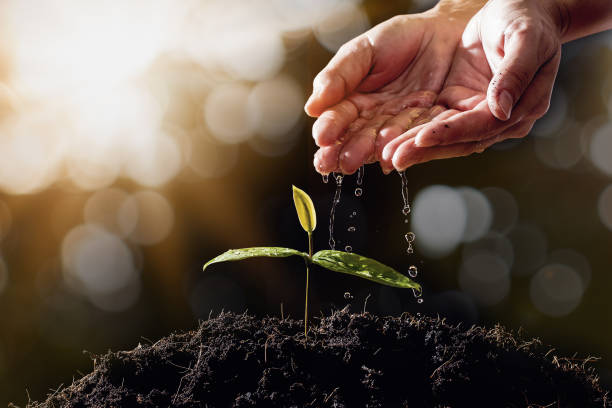 istock farmers hand are watering seedlings on bokeh background 947228542