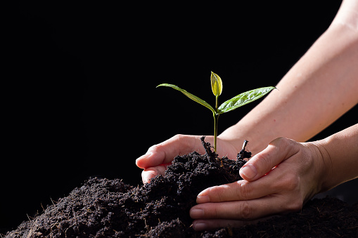 farmers hand holding seedlings on black background