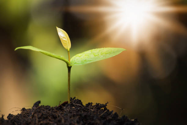 istock Seedlings are growing on the soil. 947228606