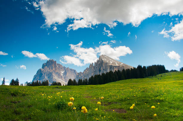istock italian dolomites with grass meadow and yellow daisies 947230706