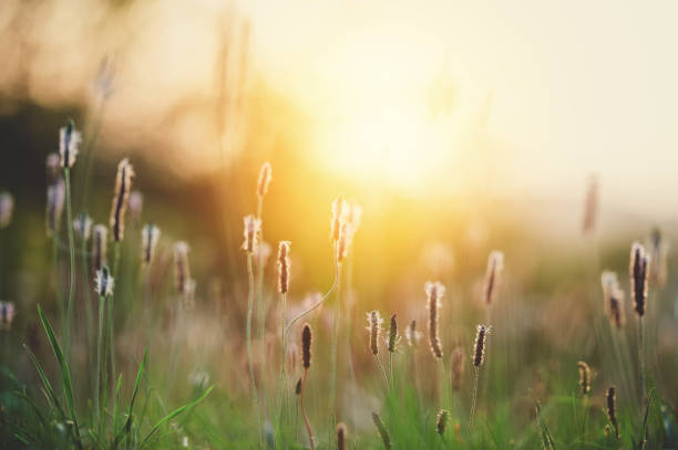 istock Sunset Over Plantago media 947234878