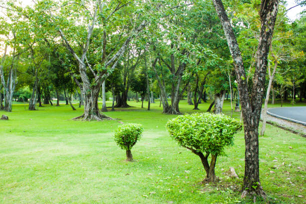 istock Green garden park with tree in summer morning 947235066