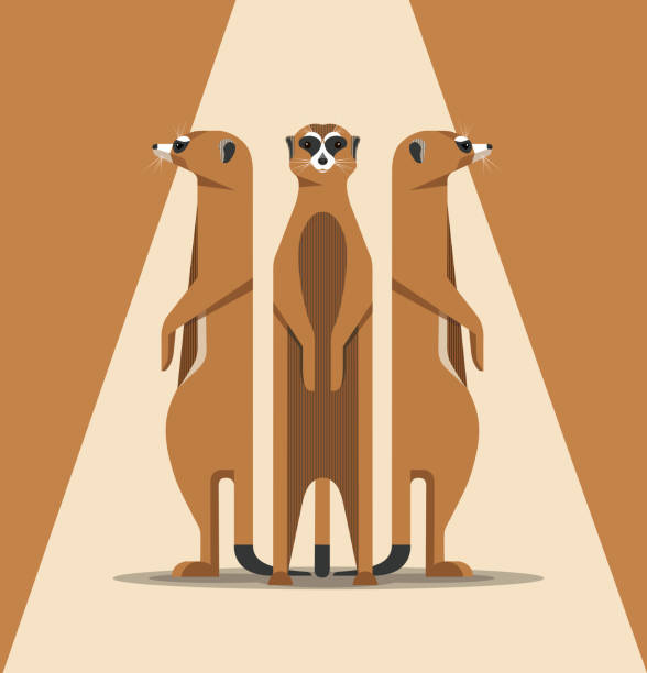 The family of meerkats is basking in the sun Three meerkats bask in the sun, standing on their hind legs and looking carefully around, a minimalist illustration, vector meerkat stock illustrations