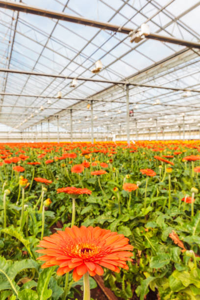 istock Blooming gerberas in a Dutch greenhouse 947237132