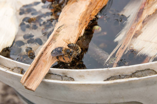 istock Bees drinking water in the summer. 947237134