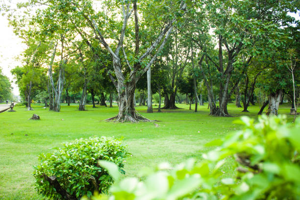 istock Green garden park with tree in summer morning 947237196