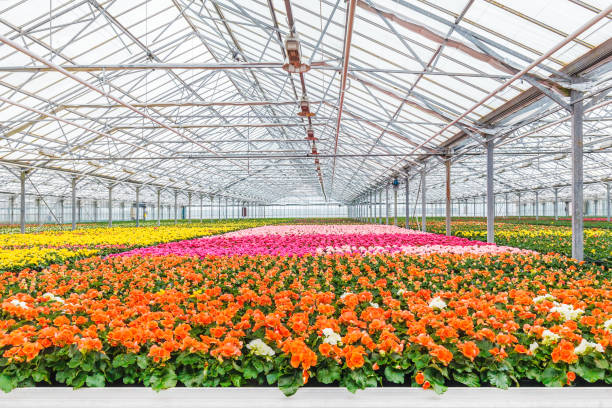 blühende geranie pflanzen im gewächshaus - greenhouse stock-fotos und bilder