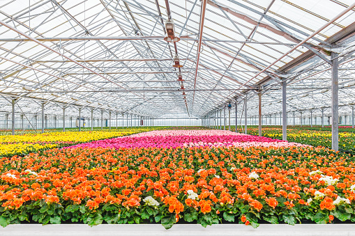 Blooming colorful geranium plants in a Dutch greenhouse