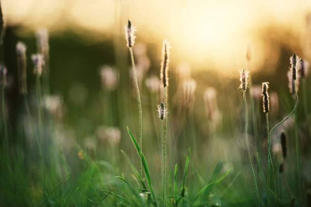 istock Plantago media Silhouette 947237734