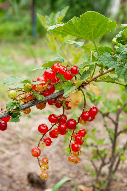 istock Bush of red currant berries in a garden. 947238062