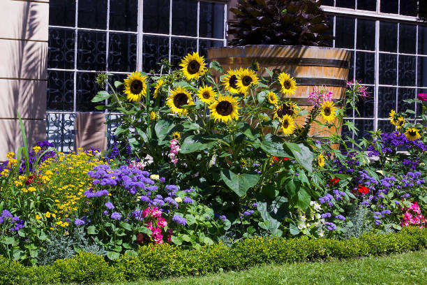 flores flores en jardín - sunflower flower flower bed light fotografías e imágenes de stock