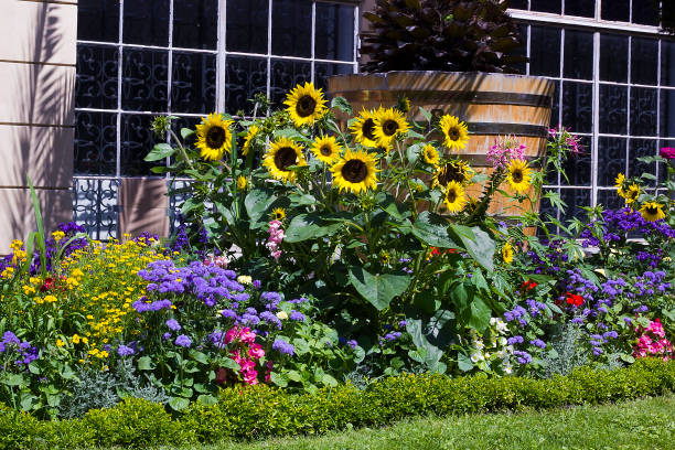 différentes fleurs de parterre de fleurs dans le jardin - sunflower flower flower bed light photos et images de collection