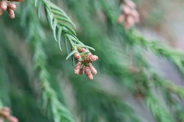 Fresh branches of a Japanese red-cedar (Cryptomeria japonica )