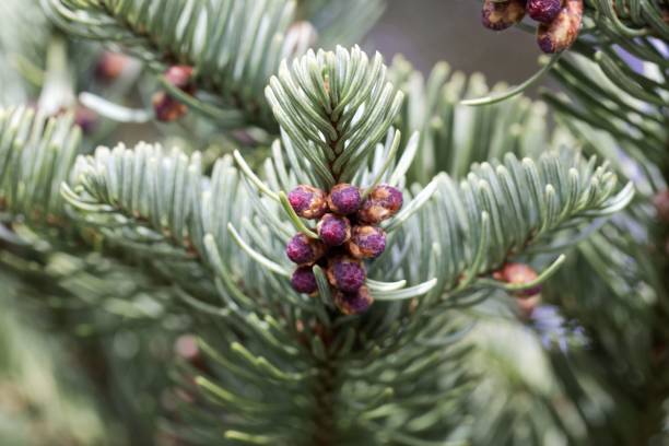 istock Fresh branches of a noble fir (Abies procera) 947241348