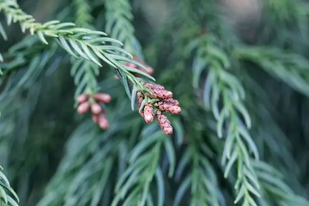 Fresh branches of a Japanese red-cedar (Cryptomeria japonica )