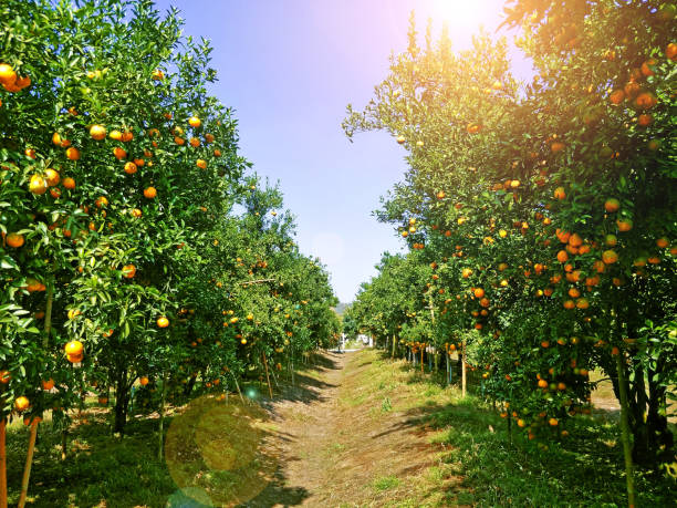 landscape of orange farm in thailand stock photo