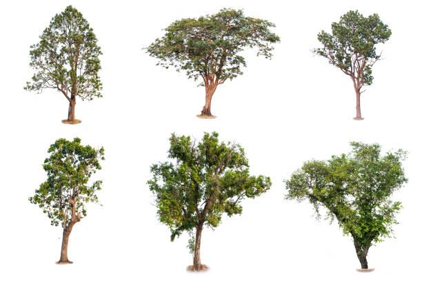istock Trees Collection. Fresh and green tropical and garden tree isolated on a white background for world earth day concept. 947245048