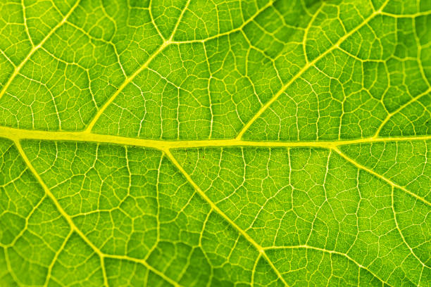 istock Fresh and green tree leaf texture as background for world earth day concept. 947245248