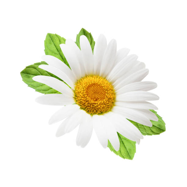 istock Chamomile flower with mint leaves isolated on white background 947245548