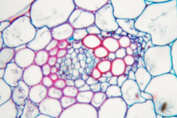 istock Microscope photo of the cells from a Buttercup steam 947245580