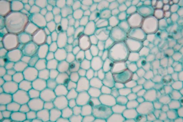 microscope photo of the cells from a young broad bean steam - microscop imagens e fotografias de stock