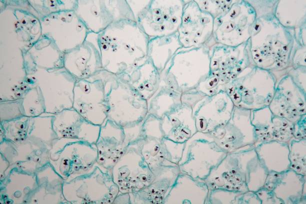 istock Cells from the bark of a cork tree 947246600