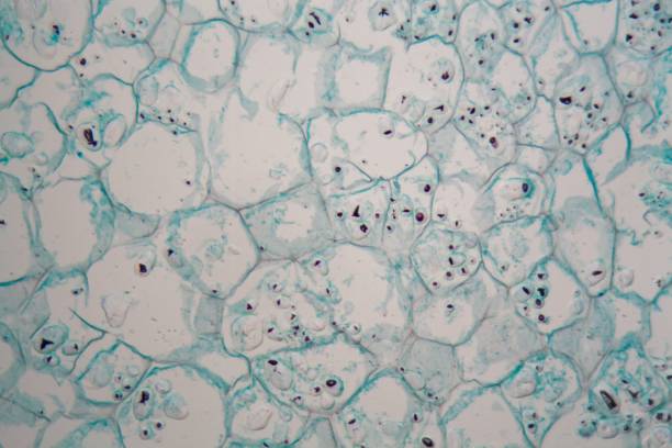 istock Cells from the bark of a cork tree 947250570