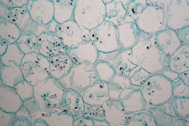 istock Cells from the bark of a cork tree 947250686